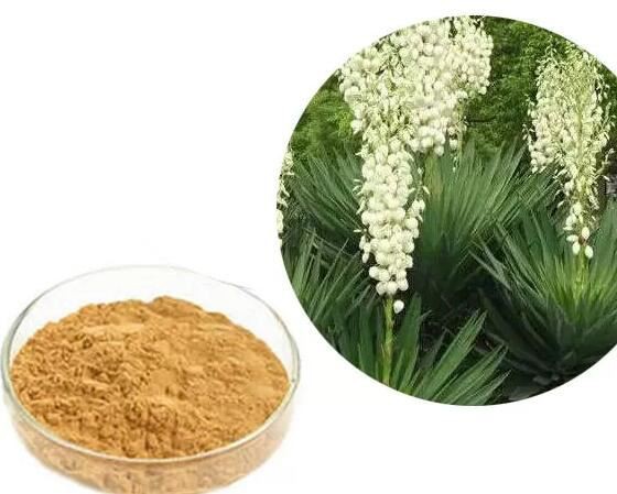 yucca extract powder supplier yucca extract powder supplier