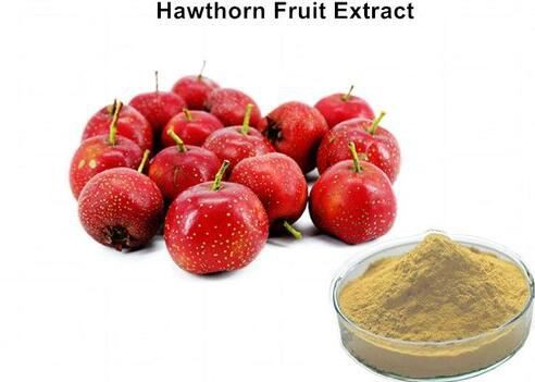 Hawthorn extract19313960492