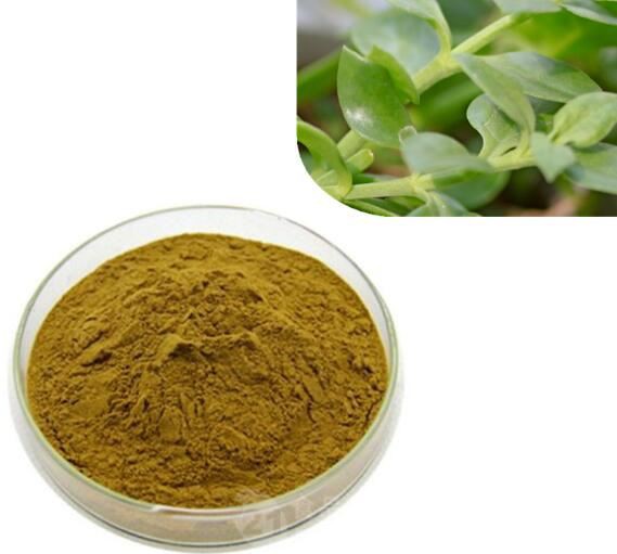Andrographis paniculata extract57095697178