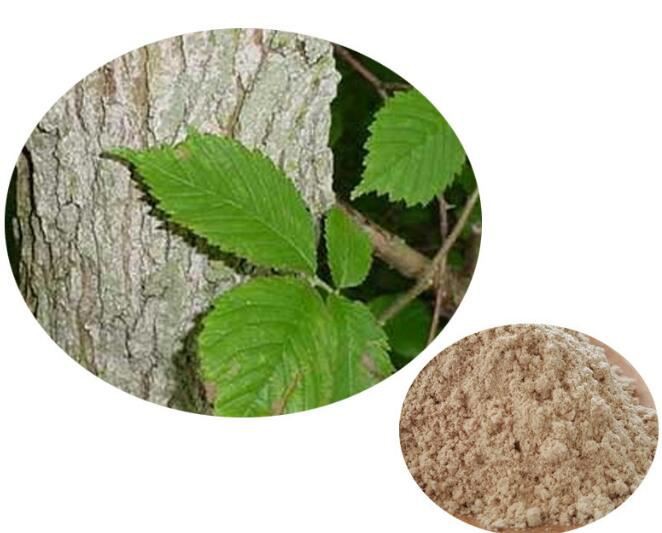 Elm extract06368596877
