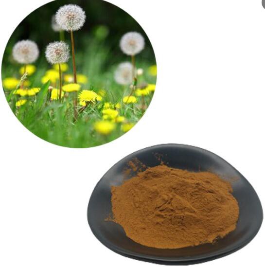 Dandelion Root Extract powder Dandelion Root Extract powder