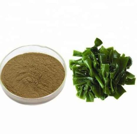 Seaweed Kelp Extract