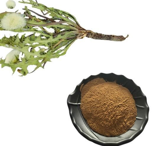 Dandelion root powder50301560828