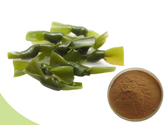 Bulk kelp powder13277405799