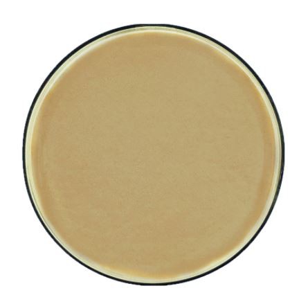 Aspergillus niger citric acid08233820987
