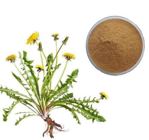 Dandelion powder18229465480