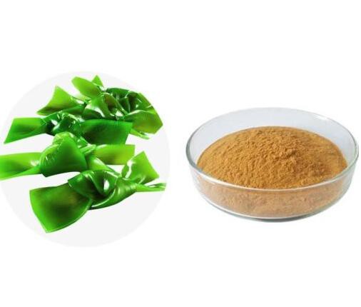 Dried kelp powder40130208943