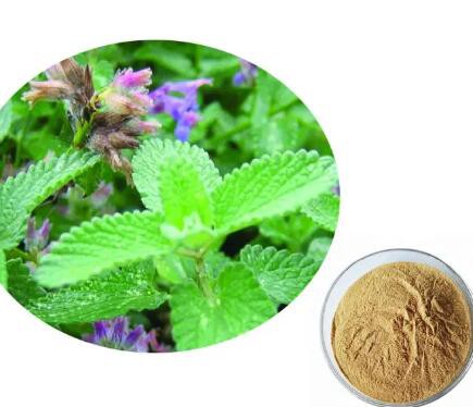 Peppermint leaf extract724dfe70 b56e 47ab 9850 68d7fc607695