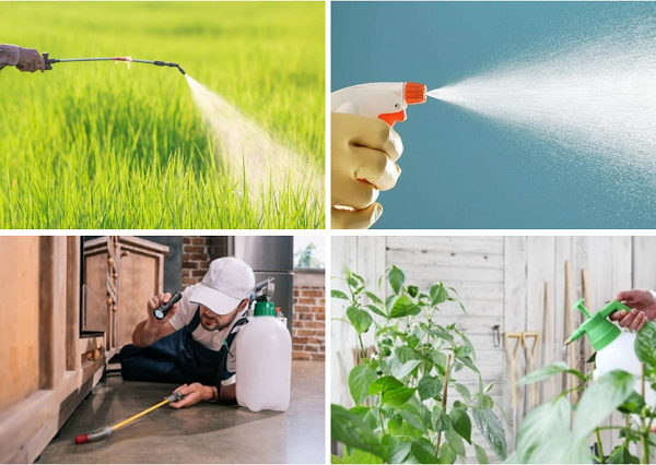 Applications of pyrethrin flower powder