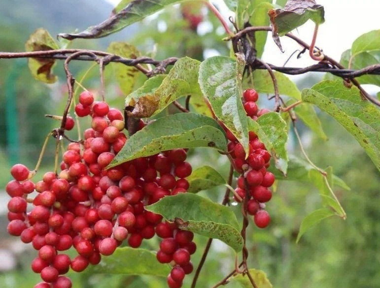 Schisandra chinensis