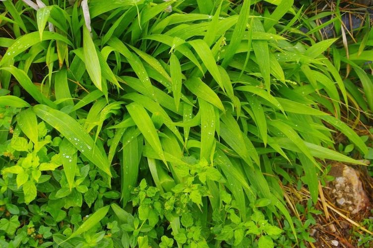 Light Bamboo leaf