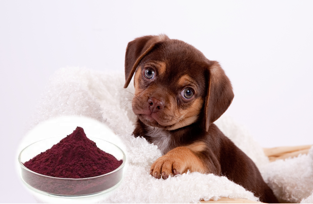 astaxanthin manufacturer astaxanthin manufacturer