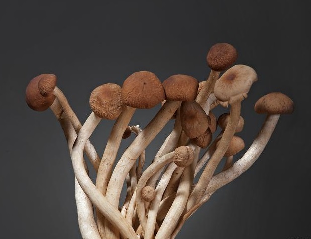 agrocybe aegerila