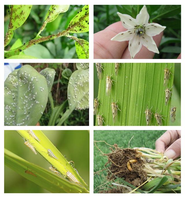 Tea Saponin Liquid supplier Tea Saponin Liquid supplier