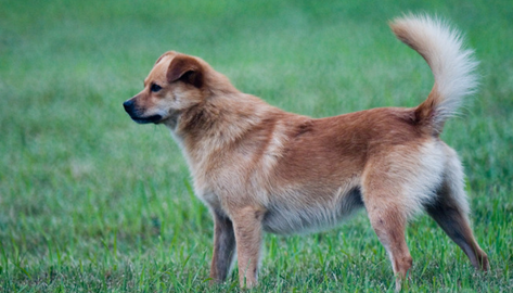 dog