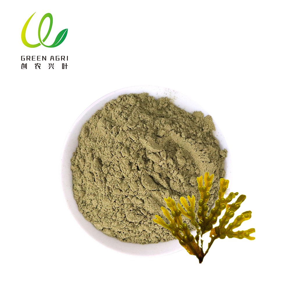 Brown Kelp Seaweed Powder