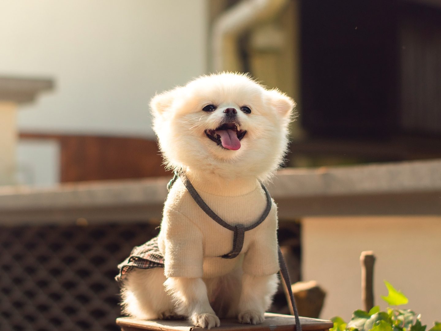 Can Dogs Have Shiitake Mushroom Powder