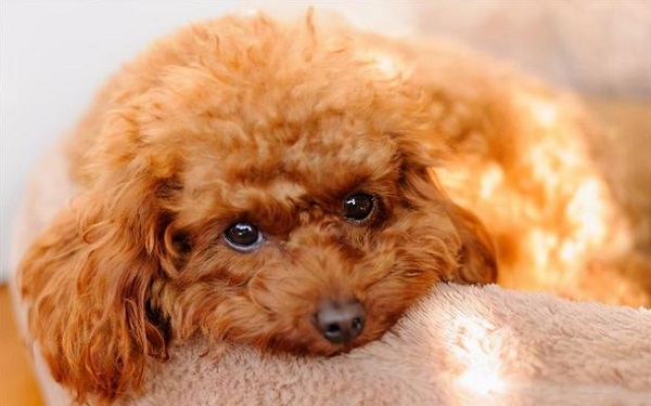 beta-carotene powder supplier beta-carotene powder supplier