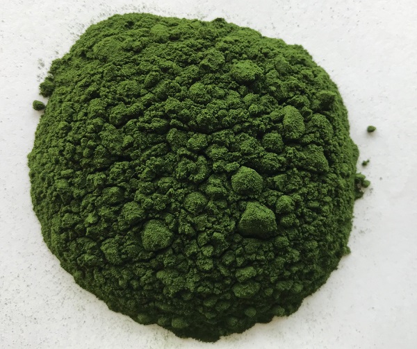 chlorella powder manufacturer