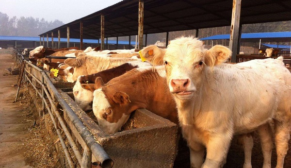 cow