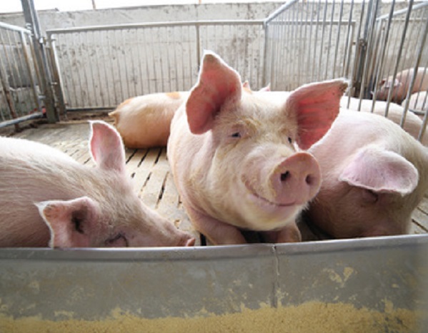 Swine