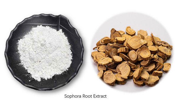 Sophora root extract