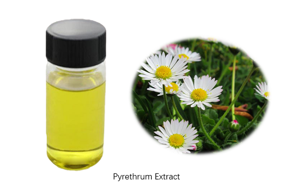 Pyrethrum extract