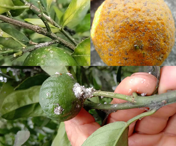 Citrus Caterpillars and Scale Insects