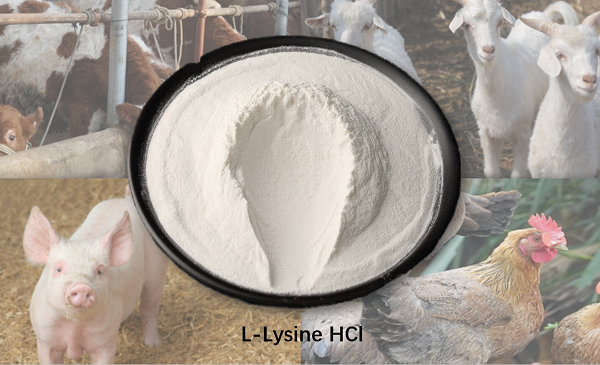 L-Lysine HCl