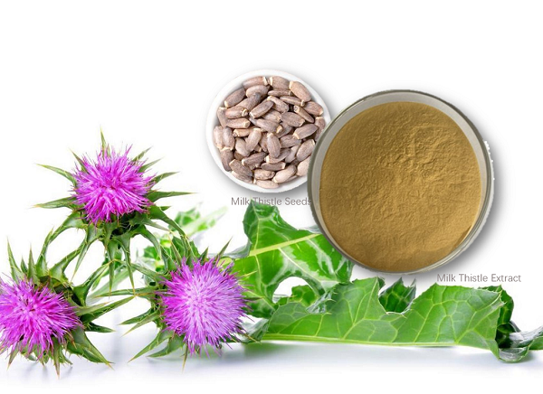 Milk Thistle Extract