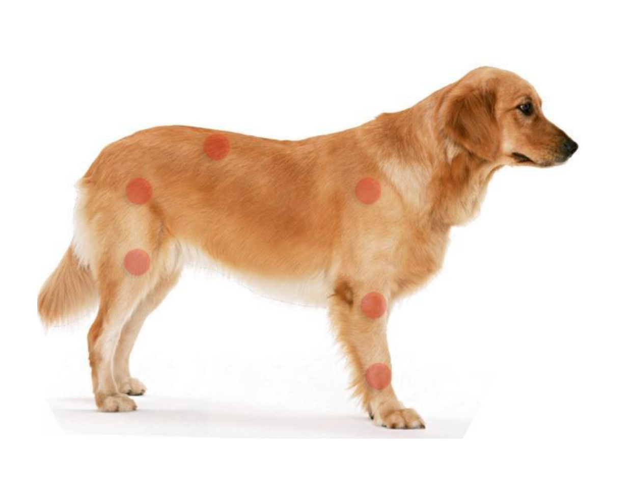 dog joints