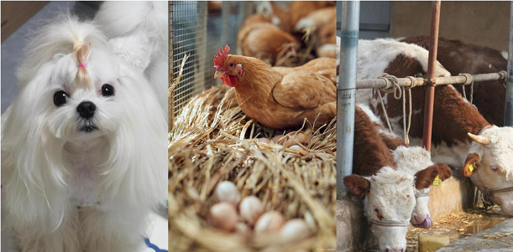inulin Commercial Uses in Animal Nutrition