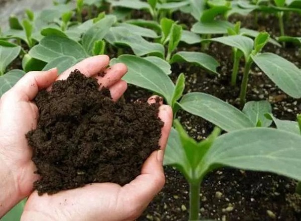 Is Bacillus Subtilis Safe Soil Amendments