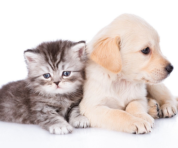 cat and dog