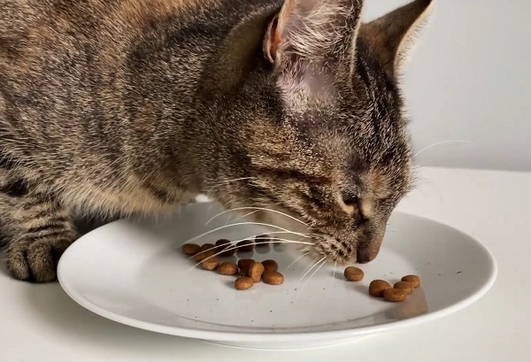 Why Fructooligosaccharides (FOS) Ingredients In Pet Food