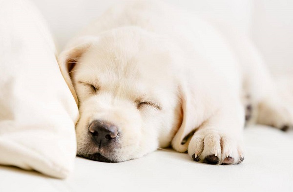 Wholesale Melatonin Powder For Dogs Calming Supplement