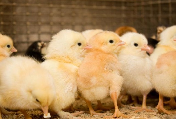 Wholesale Betaine HCl Powder Feed Additives Bulk Supplier For Chicken & Pig Gain