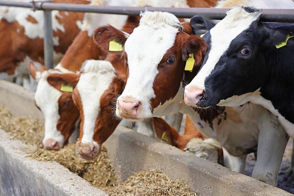 Wholesale Vitamin E Powder Feed Grade Price For Animal Nutrition