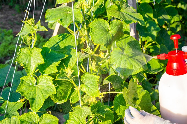 The Role of Matrine in Root-Knot Nematode Prevention