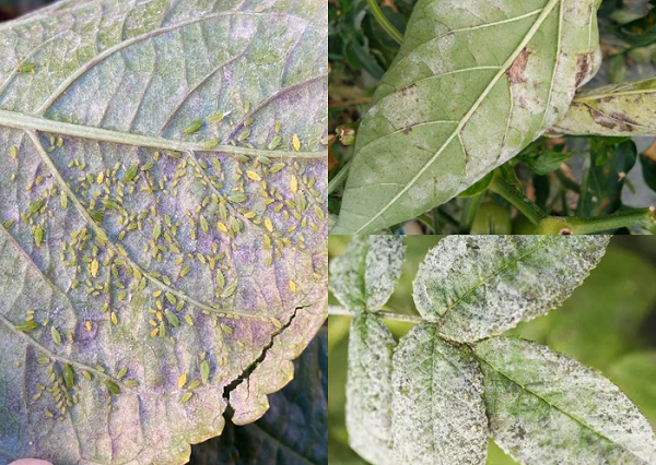 Osthole 98% Botanical Pesticide Raw Material: Market and Application Trends