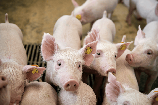 Zinc Lactate vs. Zinc Oxide: Choosing Mineral Supplements for Pigs