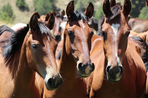 How Yucca Extract Supports the Digestive Tract of a Horse in Modern Feed Formulations