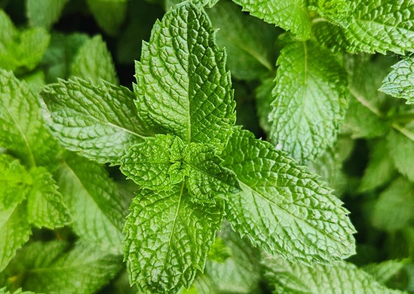 Spearmint Extract: Formulation Advantages for Pet Products
