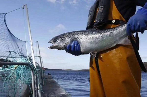 Chlorella Vulgaris Powder for Animal Nutrition: Comparing Microalgae-Based Ingredients