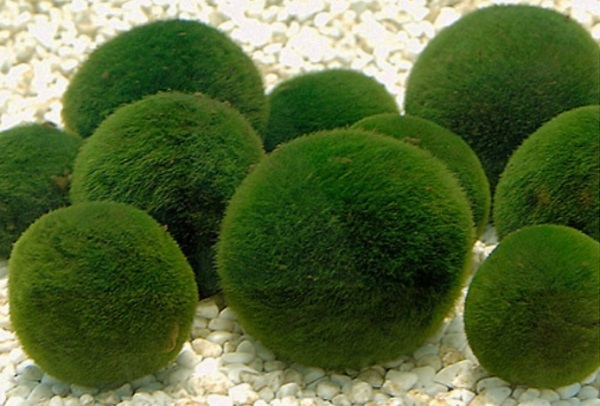 Chlorella vulgaris