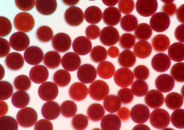 Haematococcus Pluvialis