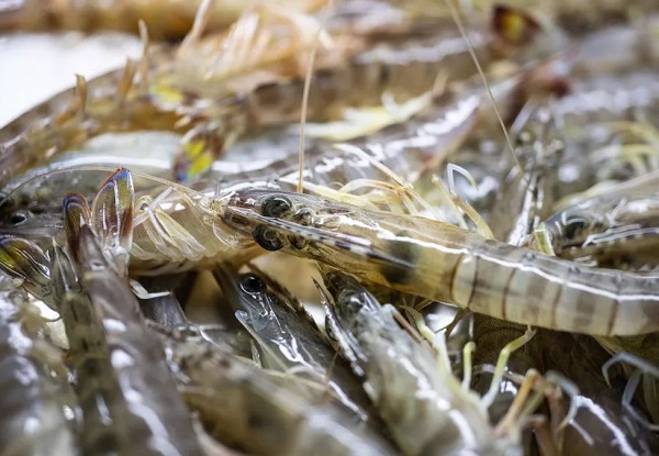 Haematococcus Pluvialis Powder Application