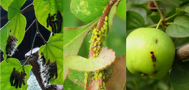 Toosendanin Powder Applications