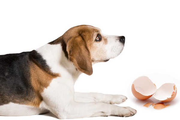 egg shell membrane powder for dogs