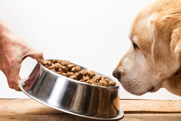 Why Brewers Yeast in Dog Food Is Gaining Popularity?